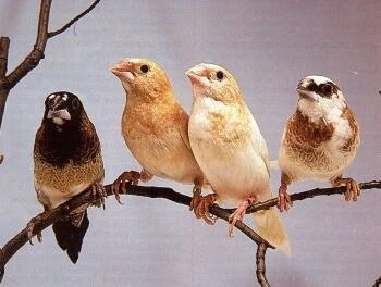 Đàn chim sẻ đã trở về, nghĩa là chúng không phải lũ hoang đàng phù phiếm...